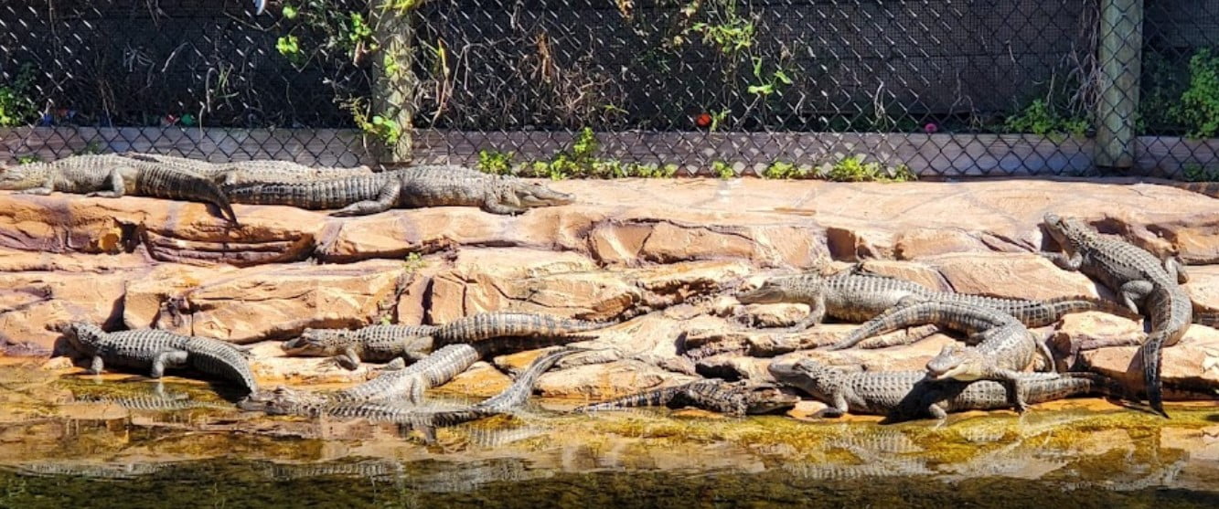 Golf N Gator Legendary Cocoa Beach