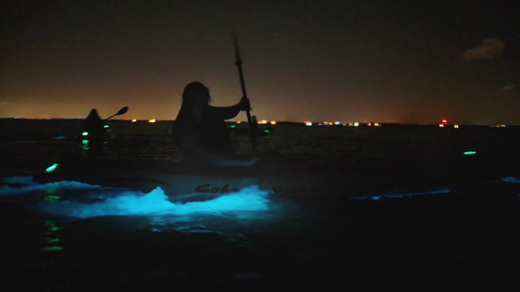 Bioluminescence in Cocoa Beach A Natural Light Show