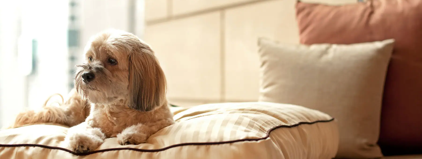 Hyatt Place Cape Canaveral pet friendly